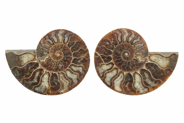 Cut & Polished, Agatized Ammonite Fossil - Madagascar #223122
